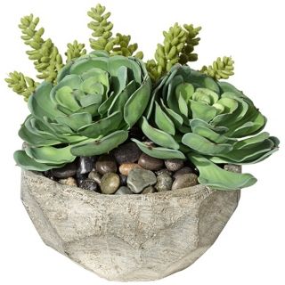 Succulent Arrangement in Small Stone Bowl   #W5214