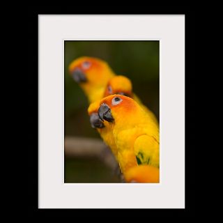 National Geographic Art Store  2011_12_20_4  Jurong Bird Park