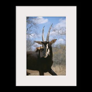 National Geographic Art Store  2012_01_10 022  Sable Antelope