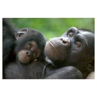 Chimpanzee adult female and infant Poster