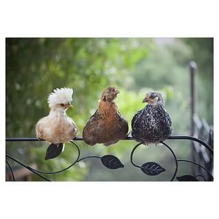 Wall Art  Posters  3 Pet Young Chickens Sitting on
