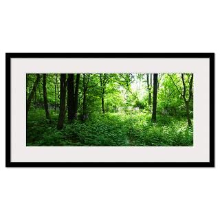 Panorama of forest with green ground cover Framed Print