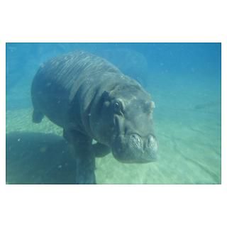 Hippo (Hippopotamus amphibius) underwater Poster