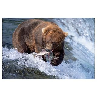 Wall Art  Posters  Brown (Grizzly) Bear Catching