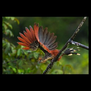 hoatzin flaps its wings above Anangu Creek  National Geographic Art