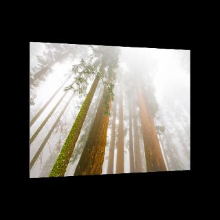 National Geographic Art Store  United States  Sequoia National