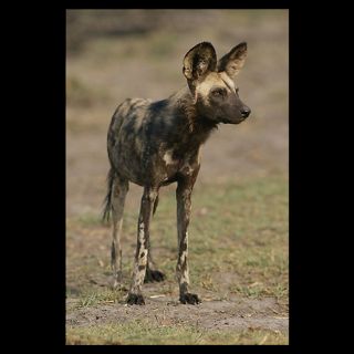 National Geographic Art Store  2011_12_14_2  Chobe National Park