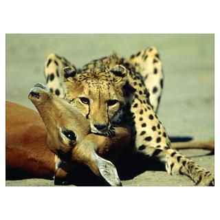 Cheetah running. Can reach speeds of up to 120 km/ Poster