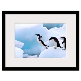 Adelie Penguin jumping from iceberg, Antarctic Pen Framed Print