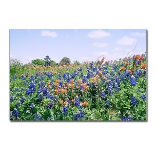 Austin Texas Greetings Postcards (Package of 8) by greetings_from