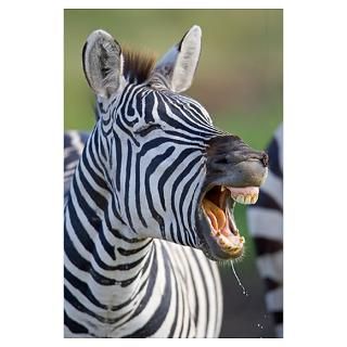 Close up of a zebra calling, Ngorongoro Crater, Ng Poster