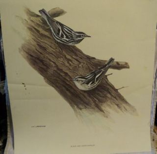 Print Black White Warbler Bird J F Fenwick Lansdowne