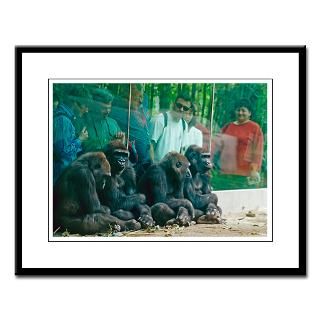 zoo gorillas large framed print $ 49 99