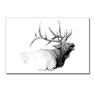 Bull Elk Postcards (Package of 8)
