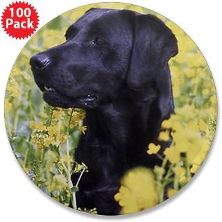 Black Labrador  Pet Drawings