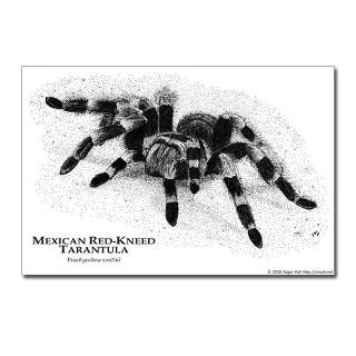 Mexican Red Kneed Tarantula Postcards (Package of for $9.50