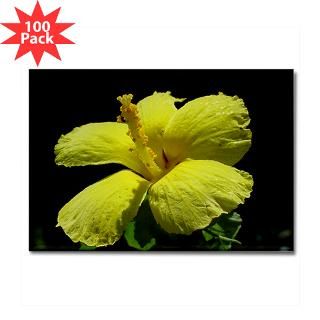 hawaii s endemic yellow hibiscus rectangle magnet $ 178 19
