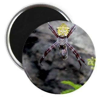 Spider eating Bee  A Friend in the Islands Custom Designs