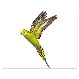 Audubon Gifts  Audubon Flat Cards  Budgerigar.png 5.5 x 4.25 Flat