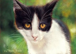 painting Tuxedo cat Pastell Katze Portrait kitten chat Zeichnung
