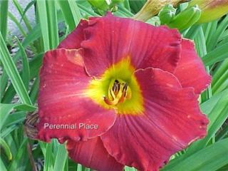 DAYLILY Kents Favorite Two Bright Red 2 Plants
