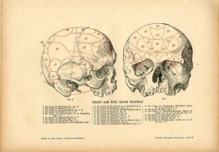 C1900 Human Skull Anatomy Antique Litho Print H Kraemer