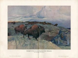 C1900 Bisons Buffalo Magdalenian Period Antique Print H Kraemer