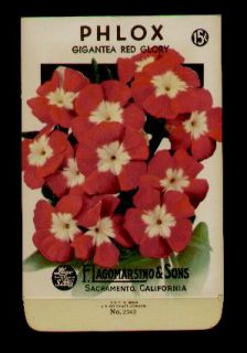 1940s Phlox Red Glory Seed Packet F Lagomarsino Sons