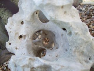 Natural Texas Holey Limestone Cichlid Aquarium Rock 34