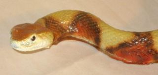 Snake Mount Crawling Taxidermy Hunting Reptiles 35 Snake