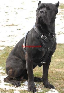 Padded Agitation Leather Dog Harness H1 Cane Corso