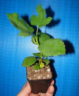 LSU PURPLE~ FIG TREE Ficus carica Edible Fruits to Zone 7 LIVE Plant