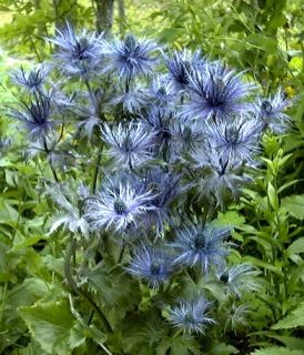 Eryngium Blue Star Alpine Sea Holly Plant Flower Bulb Tuber Bareroot