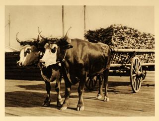 1926 Dried Codfish Cart Oxen Yoke Lunenburg Nova Scotia   ORIGINAL