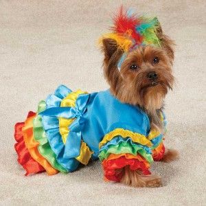 Dog Polly Parrot Bird Halloween Costume Canine Parrott Clothes XS s M