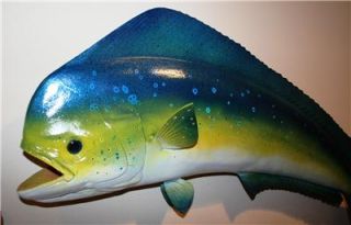 XL 34 inch Mahi Mahi Dolphin Fish Mount Cool Colors