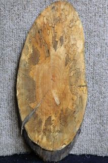 Oval Cut Spalted Ambrosia Maple Taxidermy Mount Plaque Lumber 6189