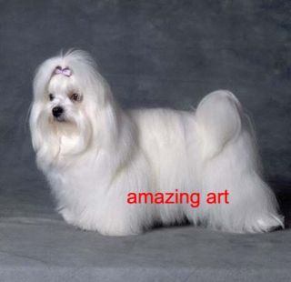 Original Hand Painted Animals Oil Painting Maltese Dog