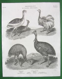 Birds Ostrich Bustard Casowary Antique Print A Rees