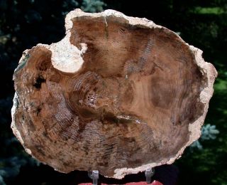 SIS Black Ash Petrified Wood Round Mcdermitt Or