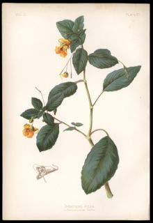 1878 Thomas Meehan Botanical Chromolithograph Florals Colorful