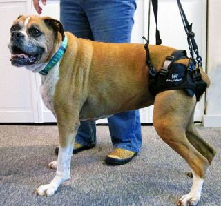 Fabric Walkin Lift Rear Dog Harness