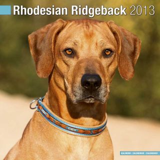 Kalender 2013 Rhodesian Ridgeback