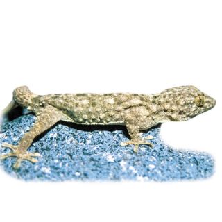 Crocodile Gecko   Reptile   Live Pet