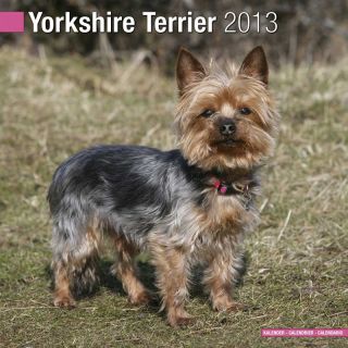 Kalender 2013 Yorkshire Terrier   Yorkie