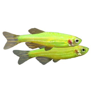 Live Pet Fish Tropical GloFish