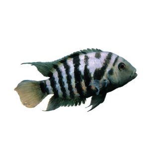 Sale Live Pet Fish Black Convict Cichlid