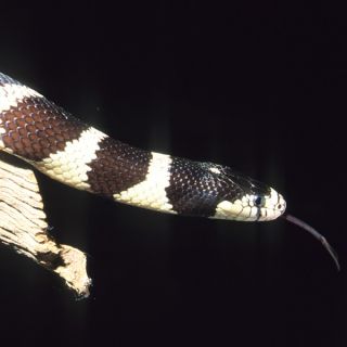 Banded California King Snake   Reptile   Live Pet