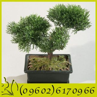 Mini Zeder Bonsai Kunstbaum Kunstpflanze Deko 21 cm