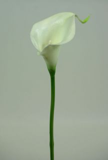 Diese wunderschöne und echtaussehende Calla in weiß creme hat eine